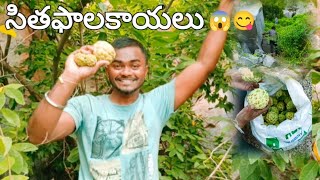 సీతఫలకాయలు సూపర్ 😱Telangana trending indianfood verytesty shortvideo [upl. by Burger297]