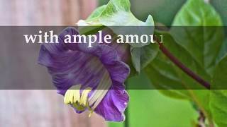 How to grow Cobaea Scandens Plants at Home [upl. by Anaid693]