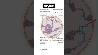 Enzymes Explained What Are They amp Why Do We Need Them [upl. by Mcgaw]