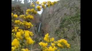 صور طبيعة ،أزهار الربيع، مناظر حلوة في فلسطين flower springnature Pictures from Palestine [upl. by Yrok906]