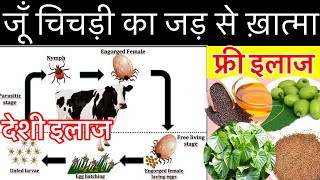 जूँ चिचड़ी का जड़ से ख़ात्मा फ्री मैं।Treatment For Tics of Cow Buffalo रामवाण तरीक़ा [upl. by Eda]