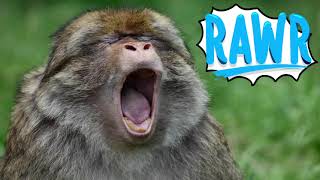 Monkey Sounds  High Quality Monkey Noises [upl. by Zahavi]