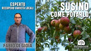 Come e quando si pota il susino [upl. by Lehpar]