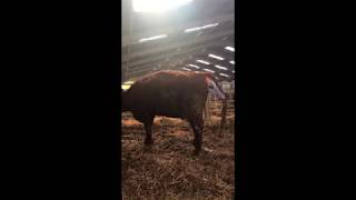 Rednock Salers Cattle  The Ultimate Easy Calving Breed [upl. by Barrow]