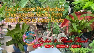 Lava Rocks on Prosthechea Chacaoensis Orchids [upl. by Orel251]