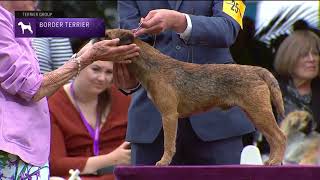 Border Terriers  Breed Judging 2022 [upl. by Frederik]