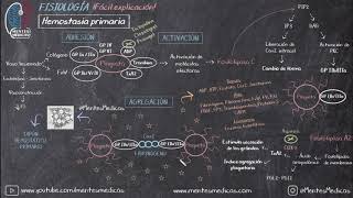 Hemostasia Primaria Coagulación ¡Fácil Explicación  Mentes Médicas [upl. by Becker]