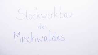 Der Stockwerkbau des Mischwaldes  Biologie  Ökologie [upl. by Gnes]