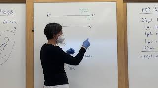 Launen Lab  16S PCR  Explanation [upl. by Tamah487]