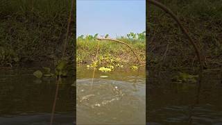 OMG Traditional Bamboo Hook Trap Fishing in Beel pond catchfish hookfishing shorts [upl. by Fai]