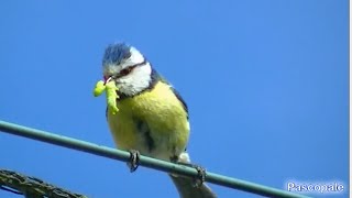 Mésange bleue nourrit ses 8 poussins [upl. by Nongim490]