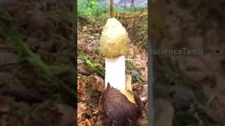 Phallus indusiatus Bamboo mushroom [upl. by Olette]