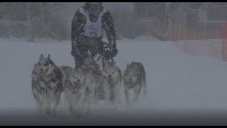 Schlittenhunderennen Lenk 2018 [upl. by Berey917]