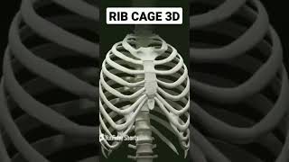 Rib Cage ribs anatomy [upl. by Idarb]