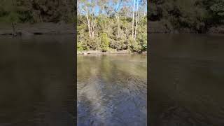 Warrandyte State Park  VIC Australia park lake river camping hike asmr relax outback [upl. by Groark]