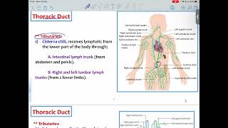 HLS Anatomy  Thoracic Duct And Spleen  Mutah [upl. by Neelyad424]