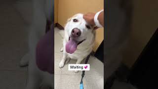 Groomers grooming dogvideos cutevideos husky cutedog fyp foryou foryoupage dogsofyoutube [upl. by Doti]