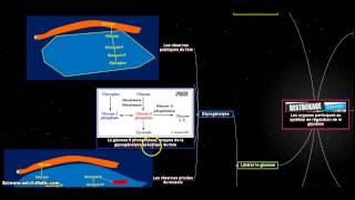 Les organes effecteurs de la régulation de la glycémie [upl. by Sugar341]