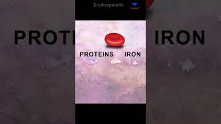 what is the Erythropoietin erythroproteins redbloodcell rbc [upl. by Tam]