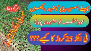 Aud Ki Kasht Aud Farming in Pakistan and India Advanced Farming agarwood tree [upl. by Kemble36]