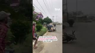 A rhino from Nepal’s Chitwan National Park stirs panic as it wanders into Nawalpur’s streets [upl. by Kudva103]