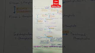 ShortsHMP shunthexose monophosphate shunt bio 🌎 [upl. by Winona]