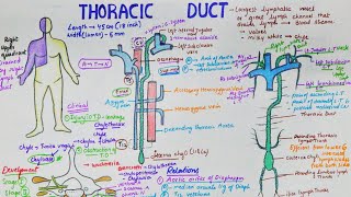 Thoracic Duct  Largest Lymphatic Duct  Anatomy  Course  Tributaries  Clinical [upl. by Lila]