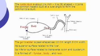 48 Extrahepatic biliary system Abdomen [upl. by Aenil]