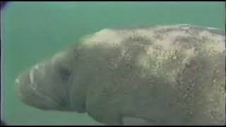 Manatees Vault Release [upl. by Ikkim]