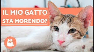 Come capire che un gatto sta per morire – 5 sintomi evidenti [upl. by Artemisia]