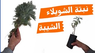 زراعة الشويلاء او الشيبة او الدمسيسة في المنزل Artemisia Absinthium [upl. by Akeenat751]