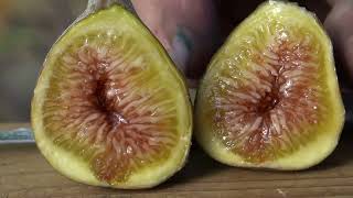 Fig Variety Review and Talk ep 13 [upl. by Schaab]