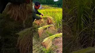 simple techniques for harvesting rice shorts [upl. by Fania]