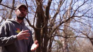 Osage orange identification harvesting and cutting for bow staves [upl. by Kcirdez]