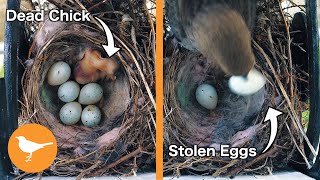 Finch Nest RANSACKED by Cowbird Mother after Chick Dies [upl. by Slaohcin]