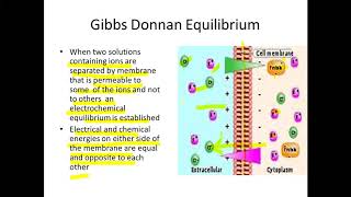 Donnan Equilibrium and Electrogenic ion pump [upl. by Lohse]