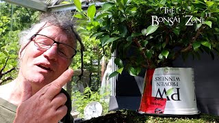 Ficus microcarpa Aerial Root Experiment Results The Bonsai Zone July 2024 [upl. by Schoening]