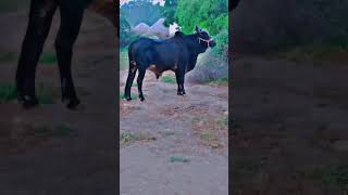 Healthy Black Bull ❤ after mating animals nature [upl. by Annwahsal347]