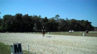 SOLD Emerald Impressions 2003 Trakehner Gelding [upl. by Law7]