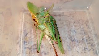 Кузнечик седакова vs Кузнечик певчий Sedakovs katydid vs Green katydid [upl. by Bonnee]