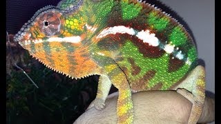 How to Set Up amp Care for Panther Chameleons [upl. by Ssidnak]