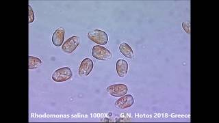 Microalgae for marine hatcheriesDr G Hotos labGreece [upl. by Carder]