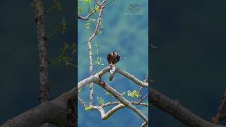 Falcon🦅 hunting🏹 a pigeon Check description 👇🏼 wildlifephotography falcon hunting nature bgm [upl. by Rafe]