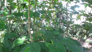 Piper auritum Rootbeer Plant With Flowers [upl. by Eldwin463]