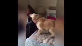 Golden Retriever Reunited with Owner After 7 Months [upl. by Notyard273]