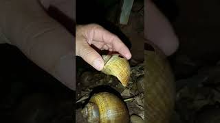 The Snail Care Guide Everything You Need To Know [upl. by Sehguh620]