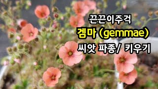 꽃이 예쁜 끈끈이주걱 겜마 gemmae 씨앗 파종 관리 [upl. by Neitsirhc]