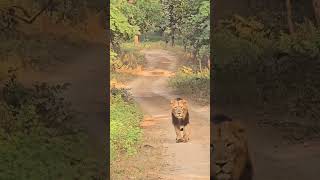 Gir National park Asiatic lion safari park 🦁🦁🦁 [upl. by Noedig]