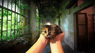 ON SAUVE UN CHATON ABANDONNE EN URBEX [upl. by Wadell762]