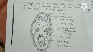 larval form of trematoda and cestoda  msc first semester  zoology  hindi notes [upl. by Johann]